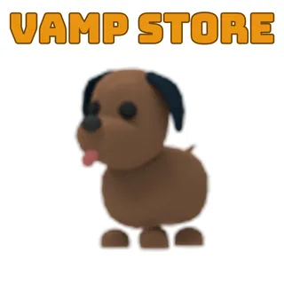 MR CHOCOLATE LABRADOR 