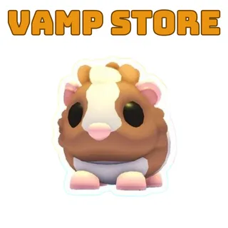 Chocolate Dutch Guinea Pig