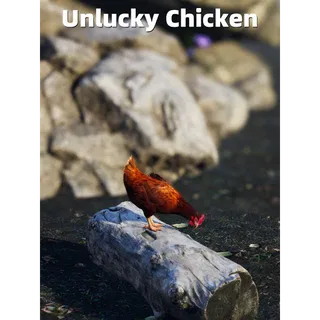 Unlucky Chicken