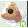 Neon Chocolate Dutch Guinea Pig