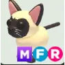 MFR Siamese Cat