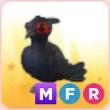 Pet | MFR Black Pheasant