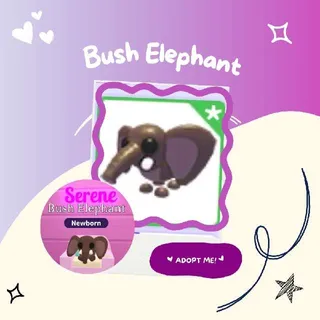 Bush Elephant
