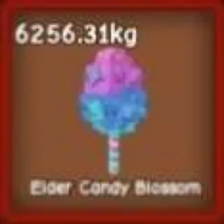 6256.31kg Elder Candy Blossom 🌸44