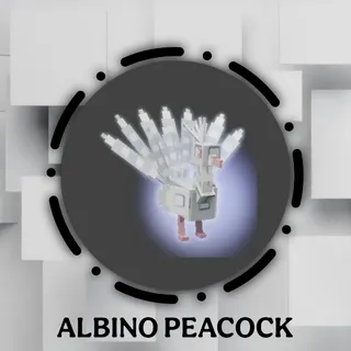 Albino Peacock 60kg+