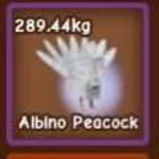 Albino Peacock