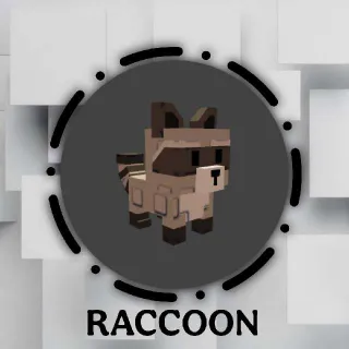 Raccoon