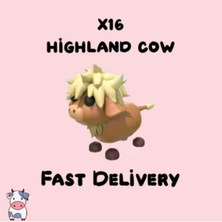 x16 Highland Cow