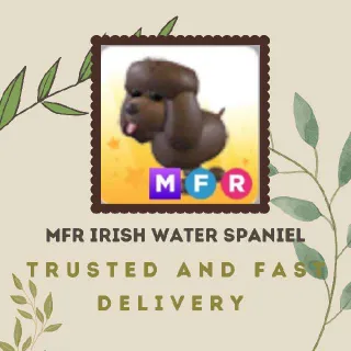 MFR IRISH WATER SPANIEL