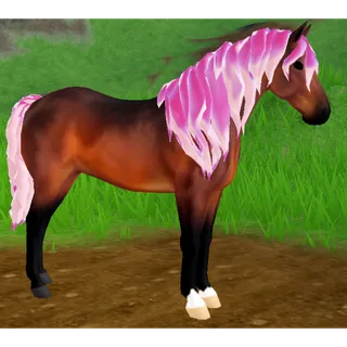 Morgan Horse IUH | Pearly Red