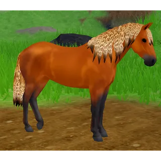 Connemara Pony IUH | Jaguar Spots