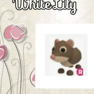 R Shrew
