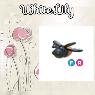 FR Firefly