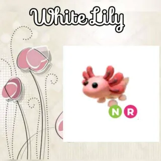 NR Axolotl