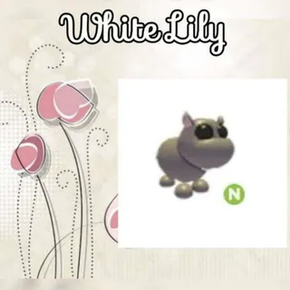 N Hippo