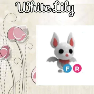 FR Albino Bat