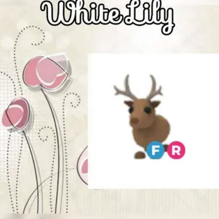 FR Reindeer