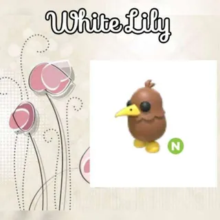 N Kiwi