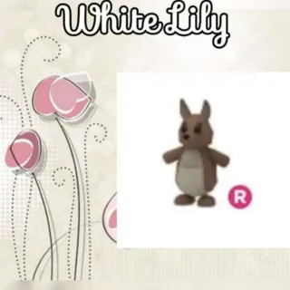 R Kangaroo