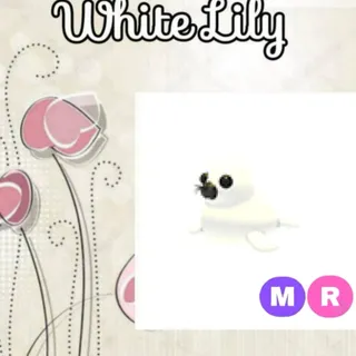MR Harp Seal