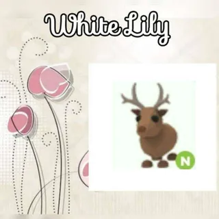 N Reindeer