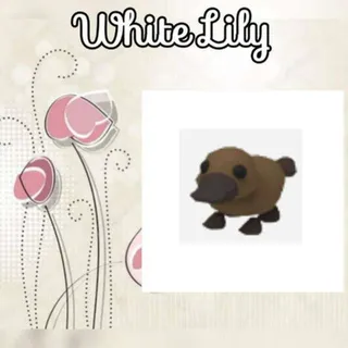 Platypus