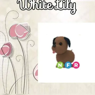 NFR Chocolate Labrador