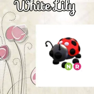 NR Ladybug