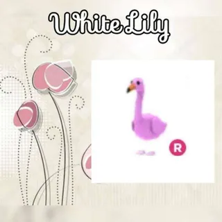 R Flamingo