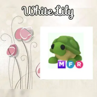 MFR Turtle