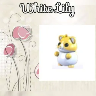 Golden Hamster