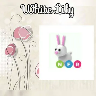 NFR Bunny