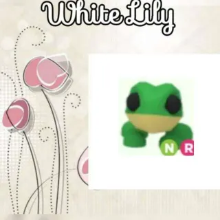 NR Frog