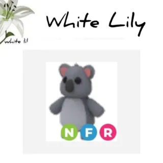 NFR Koala