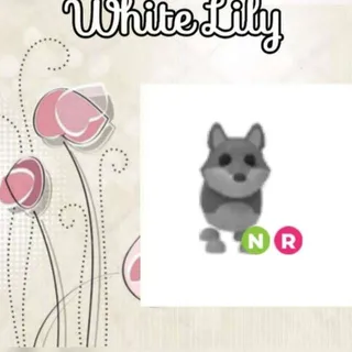 NR Wolf