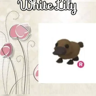 R Platypus