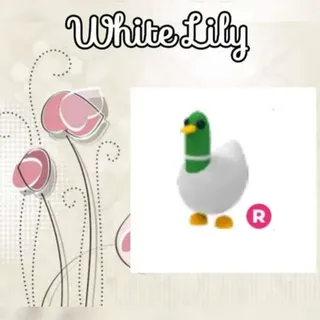 R Silly Duck