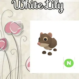 N Shrew