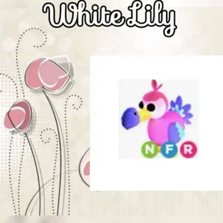 NFR Dodo