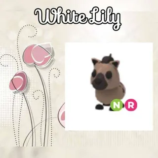 NR Hyena