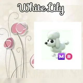 MR Poodle