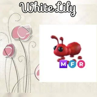 MFR Ant