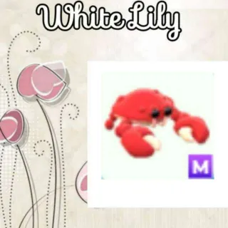 M Crab