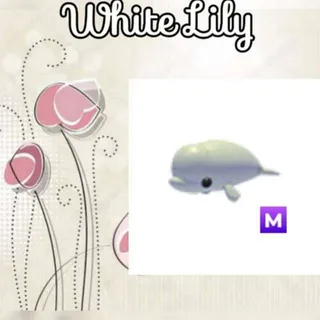 M Beluga