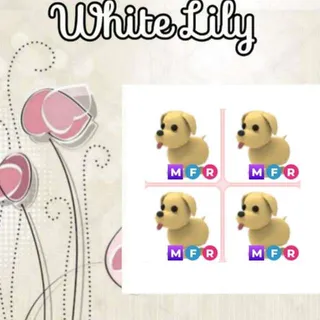 MFR Dog X4