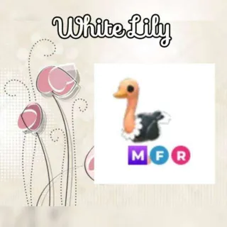 MFR Ostrich