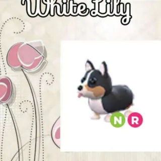 NR Royal Corgi