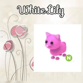 N Pink Cat