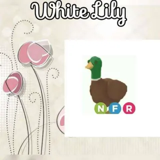 NFR Drake
