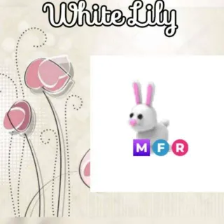 MFR Bunny